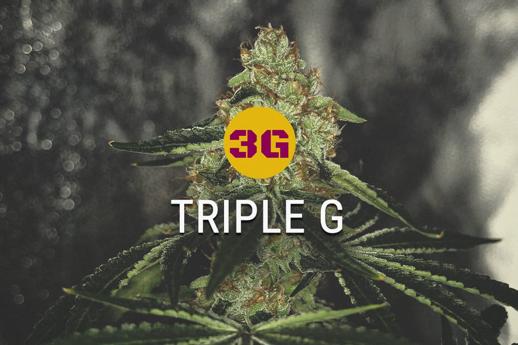 Triple G: la Gorilla Glue se encuentra con la Gelato 33