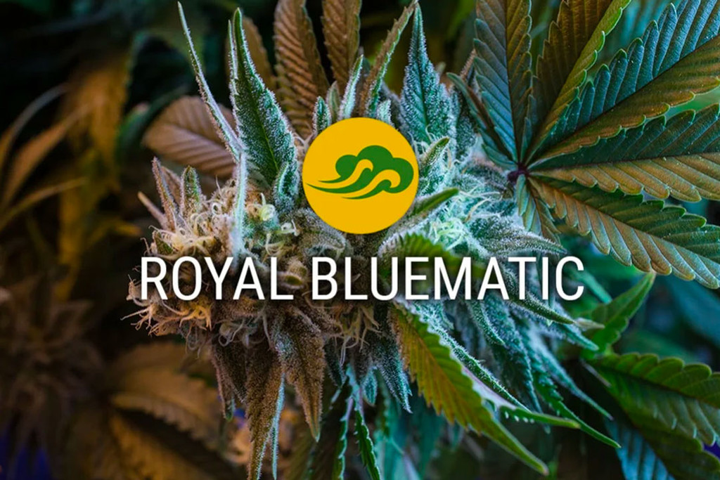 Semillas Autoflorecientes de Cannabis Royal Bluematic  