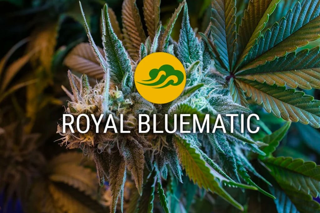 Semillas Autoflorecientes de Cannabis Royal Bluematic