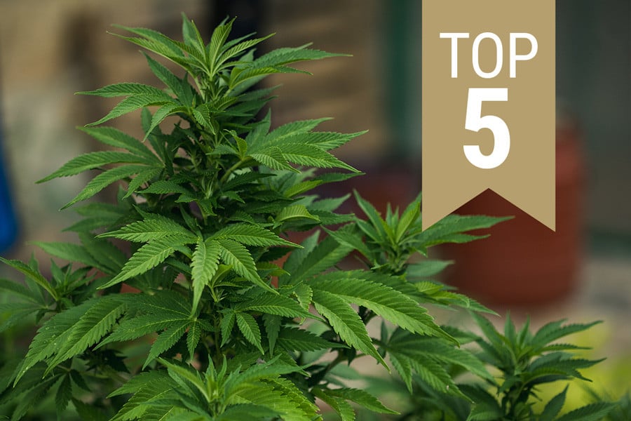 Las 5 mejores semillas de marihuana regulares