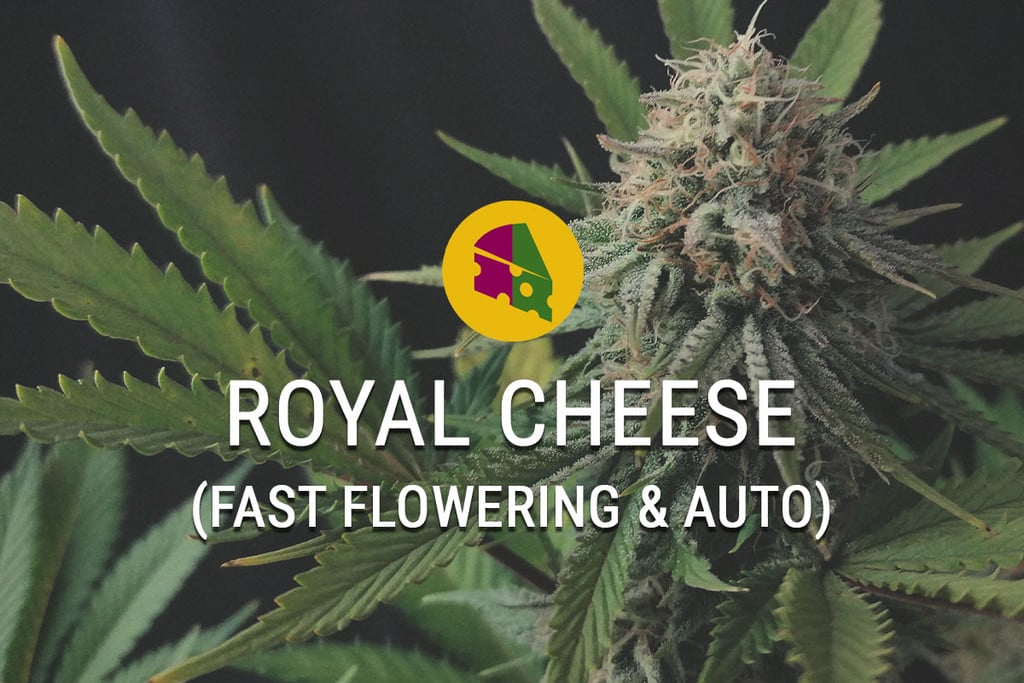 Royal Cheese Fast Flowering: Marihuana Cheese en muy poco tiempo