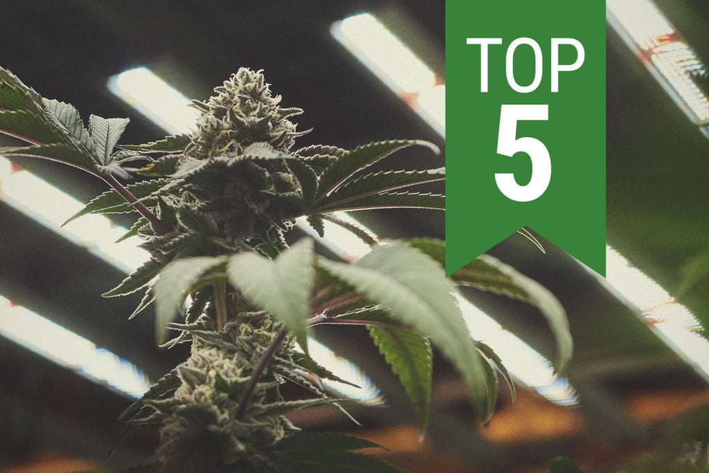 Top 5 De Cepas De Cannabis Autoflorecientes Para Cultivo Interior