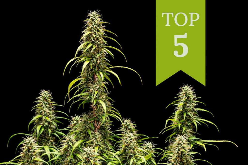 Top 5 De Cepas De Cannabis Autoflorecientes Para Cultivo Interior