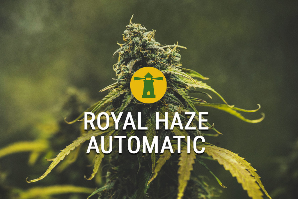 Royal Haze Automatic ofrece un rendimiento rápido y el efecto adecuado