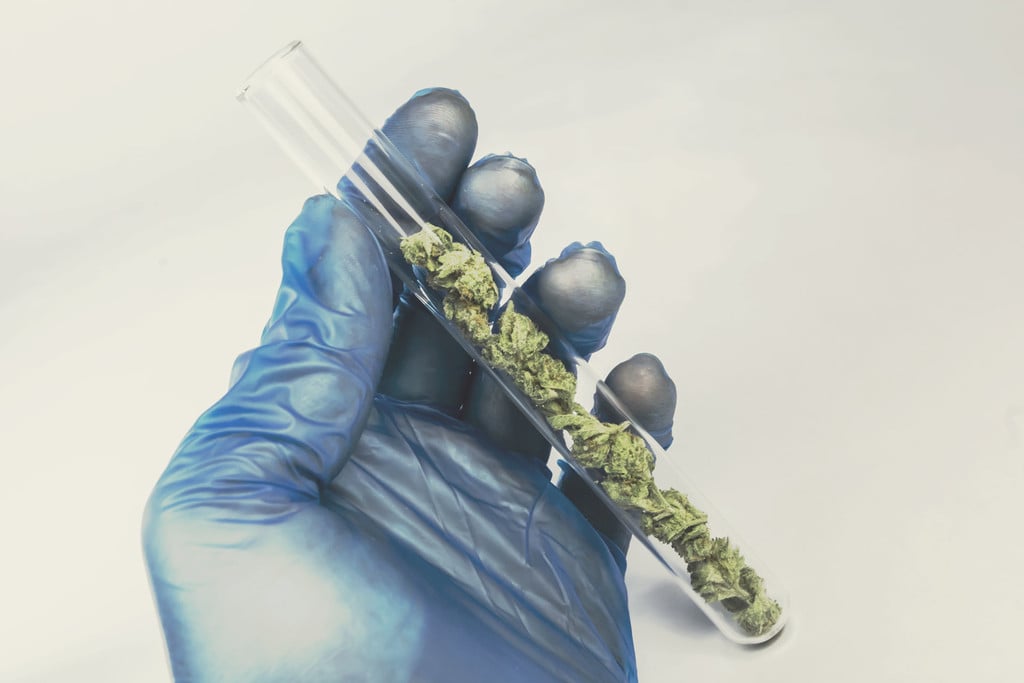 Cómo las barreras al estudio del cannabis afectan a los avances