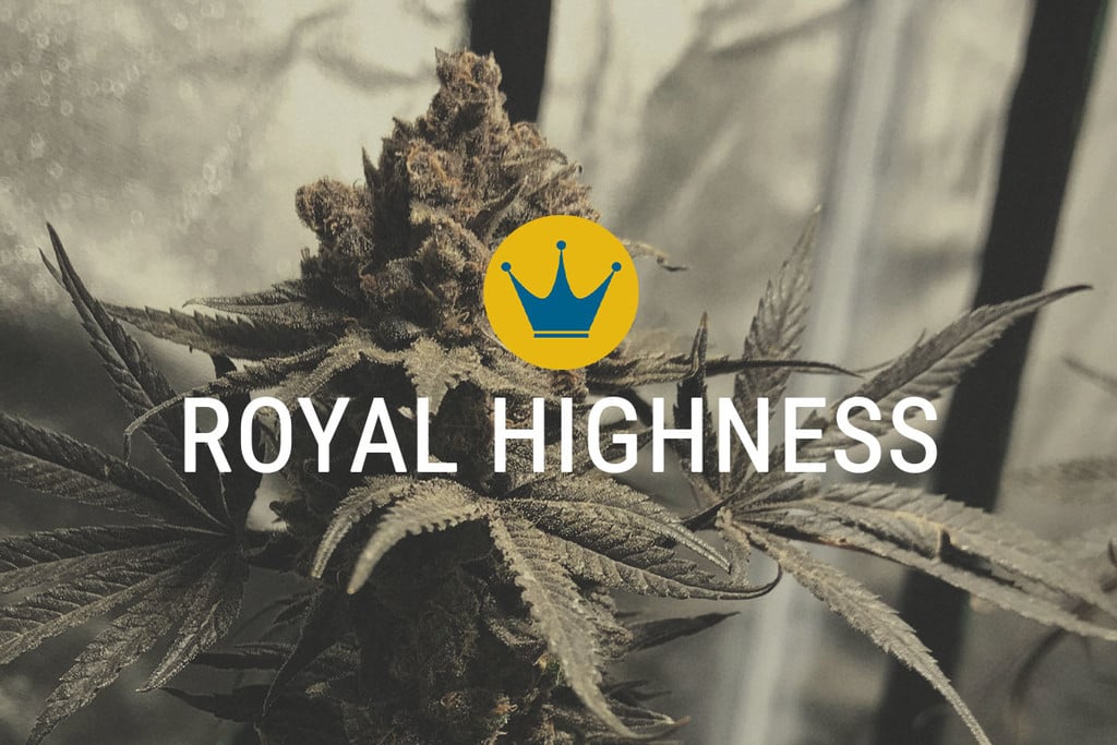 Royal Highness: CBD y THC en armonía