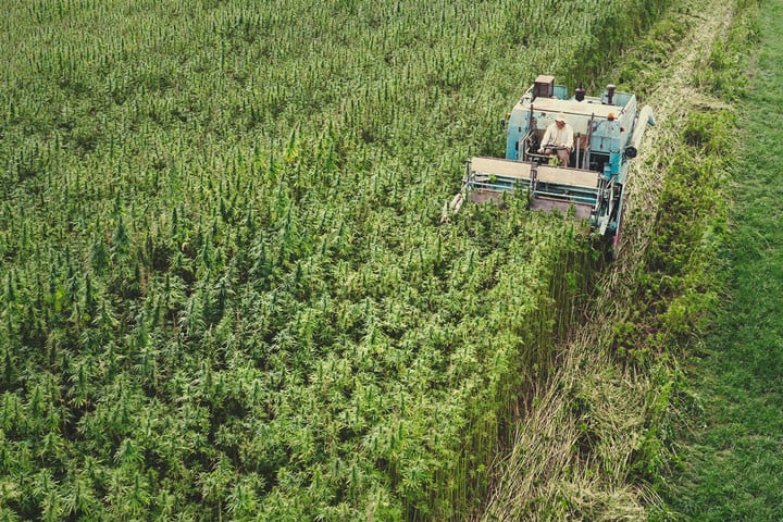 El pasado, presente y futuro del cultivo de cáñamo