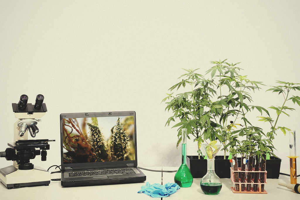 ¿Deberíamos cultivar marihuana genéticamente modificada?