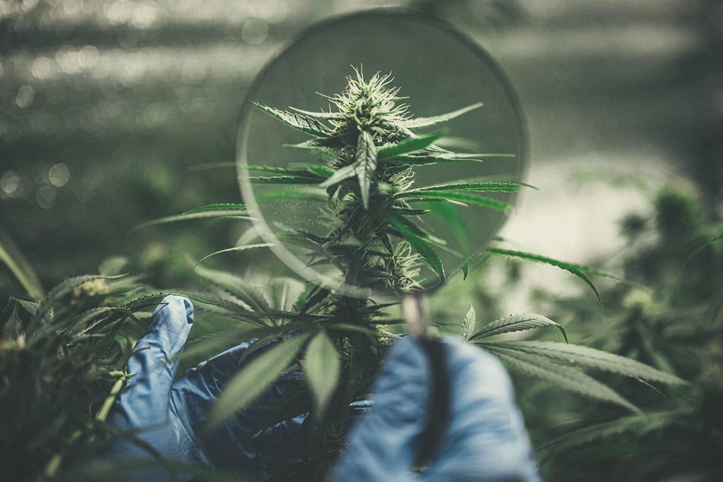 Cultivo de marihuana: romper el estigma en torno a la hierba