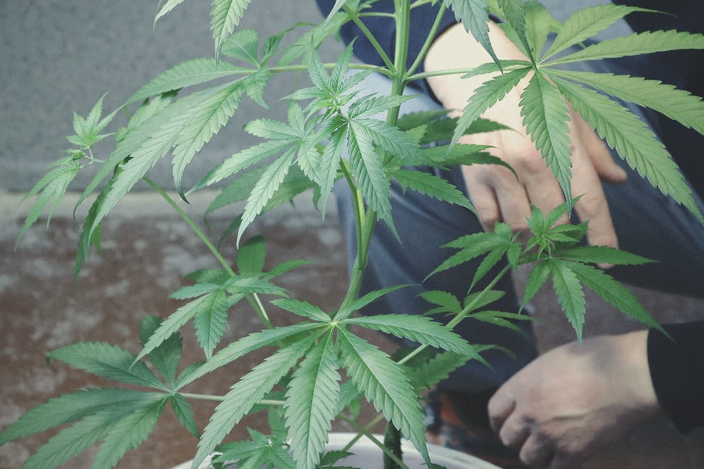 Cultivar marihuana medicinal