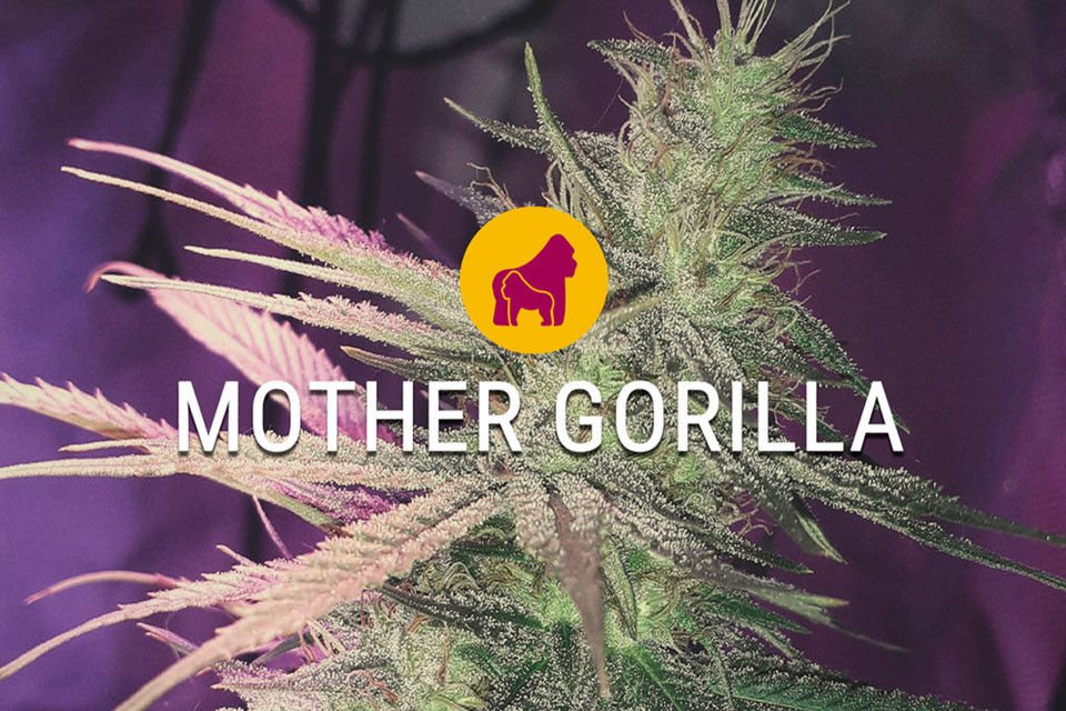 Semillas de Marihuana Feminizada Mother Gorilla