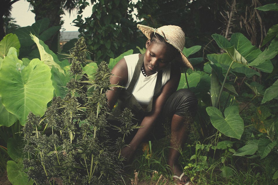 Marihuana africana: historia del cannabis en África