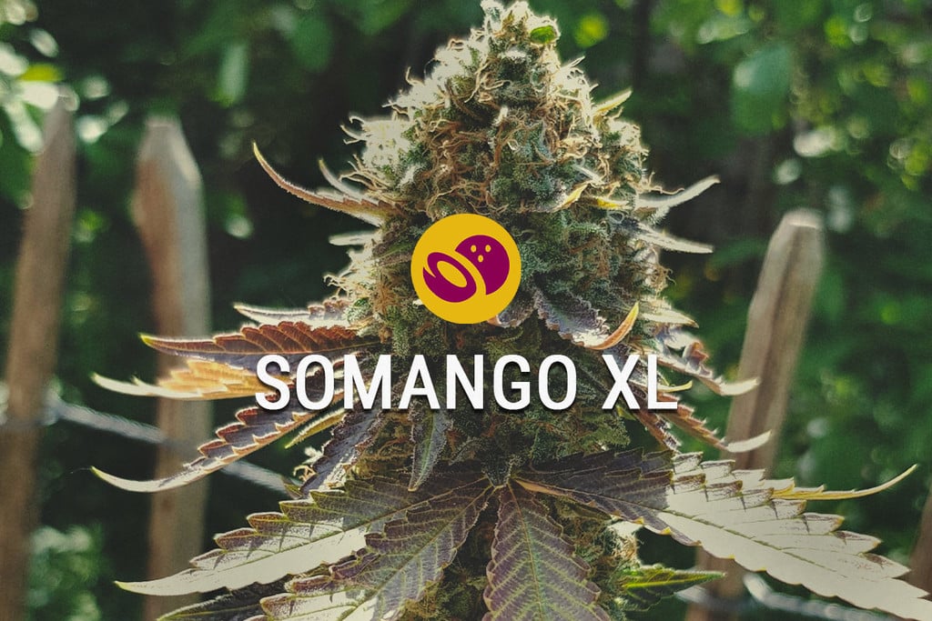 Somango XL: dulce, tropical y fácil de cultivar
