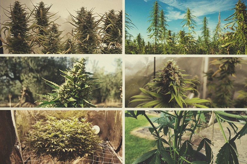 Cultivar marihuana en interior o exterior: pros y contras