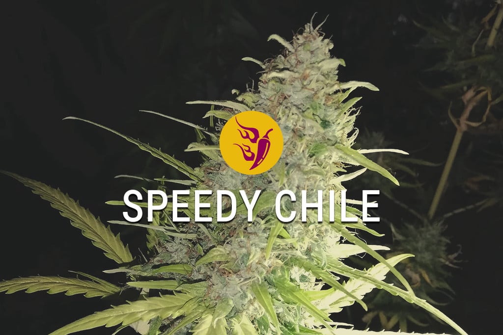 Speedy Chile: Velocidad, Especias Y Cosas Buenas