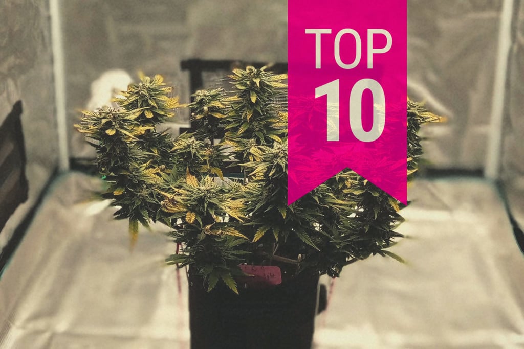 Las 10 plantas de marihuana más pequeñas