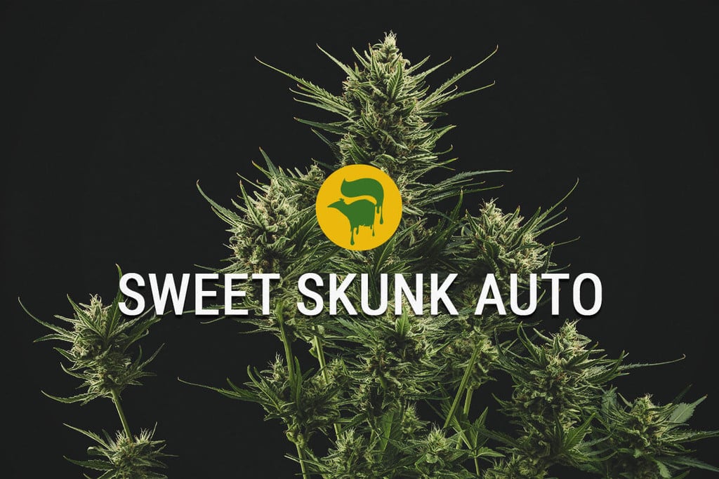 Sweet Skunk Automatic: dulce y realmente especial