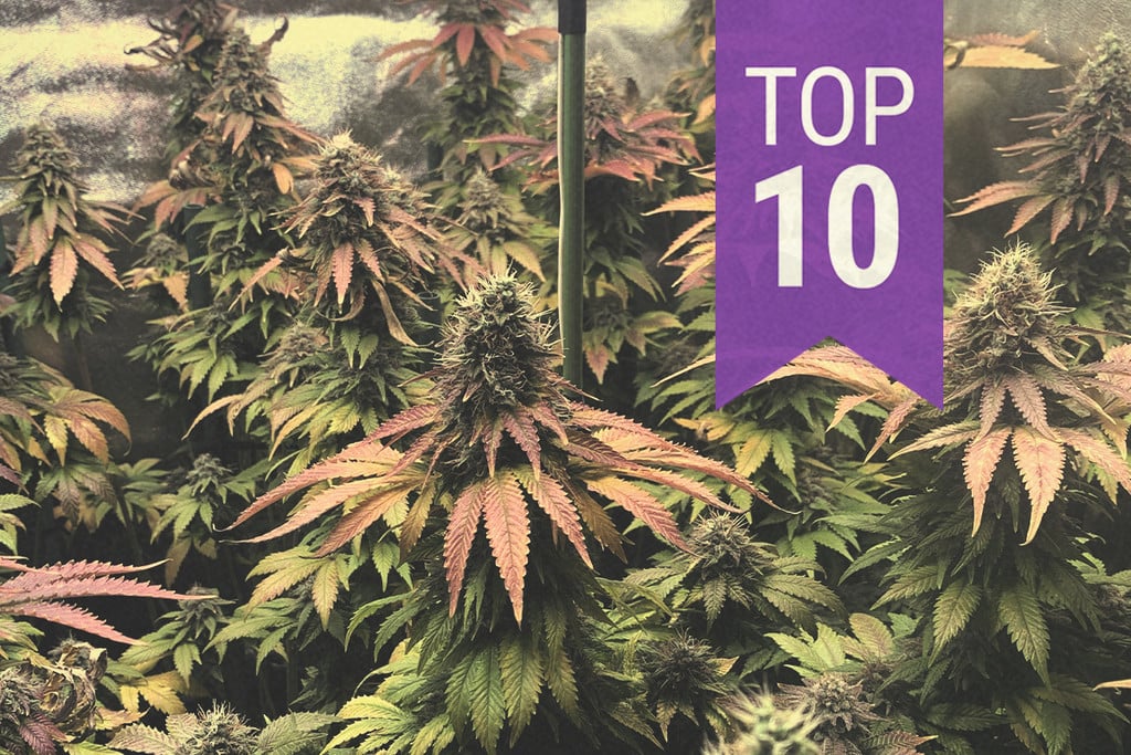 Las 10 mejores cepas de marihuana exóticas