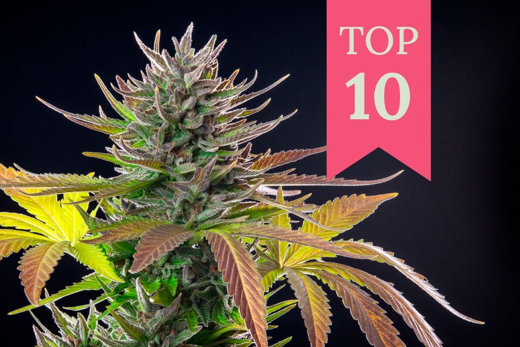 Las 10 variedades de marihuana más exóticas