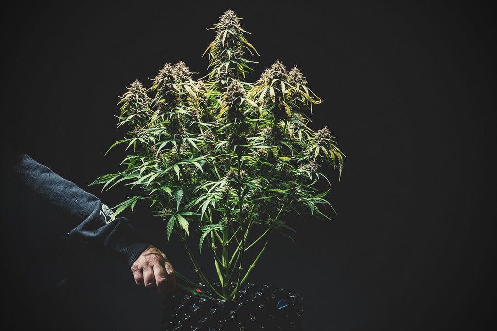 Cuándo cosechar la marihuana autofloreciente
