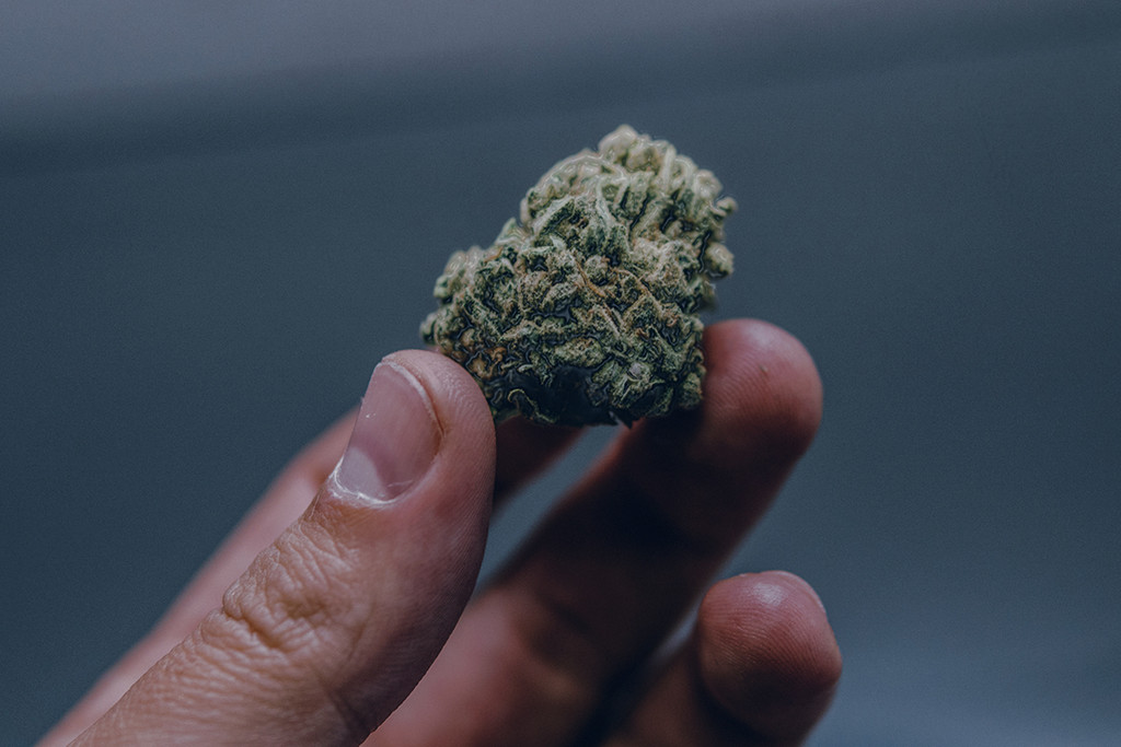Marihuana húmeda: cómo identificar, prevenir y solucionar este problema