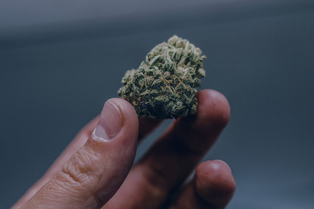 Marihuana húmeda: cómo identificar, prevenir y solucionar este problema