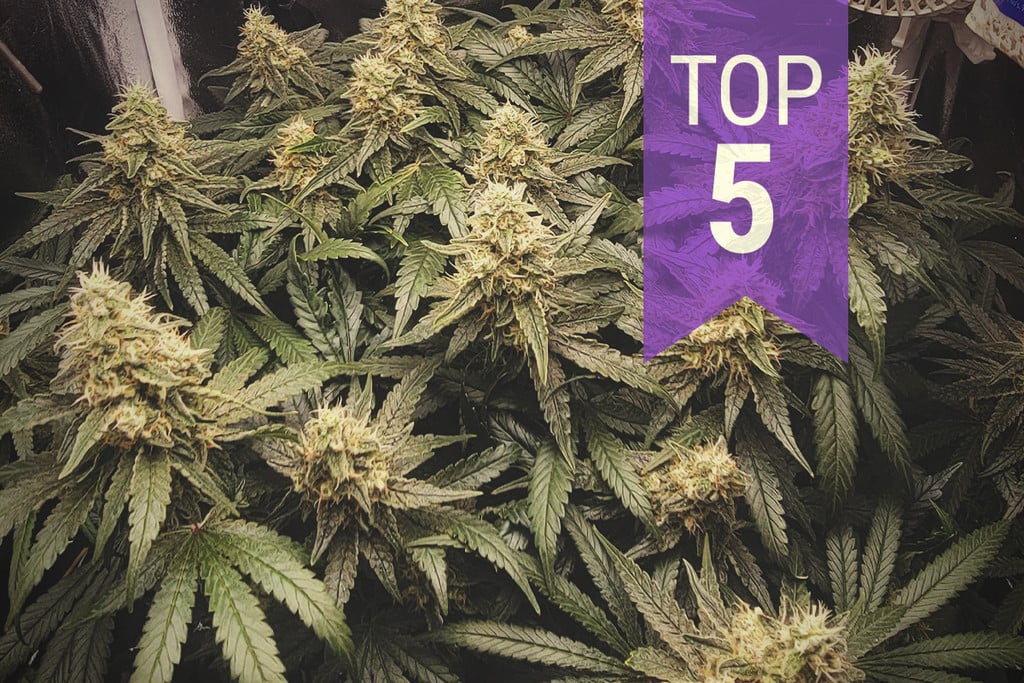 Las 5 variedades de marihuana más difíciles de cultivar