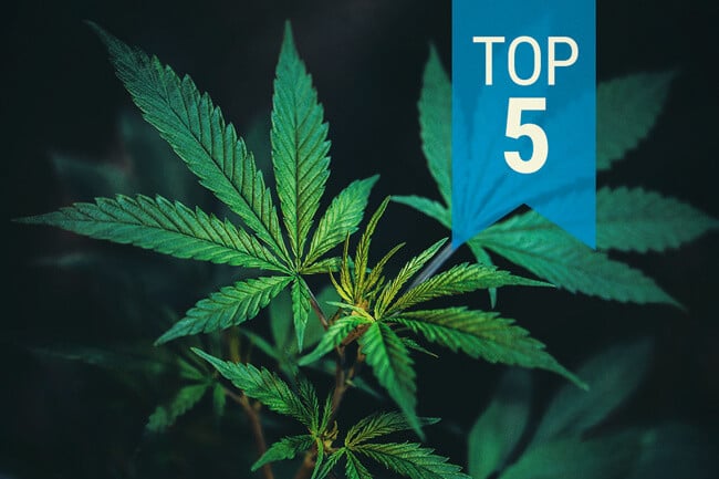 Las 5 variedades de CBD más populares de 2025