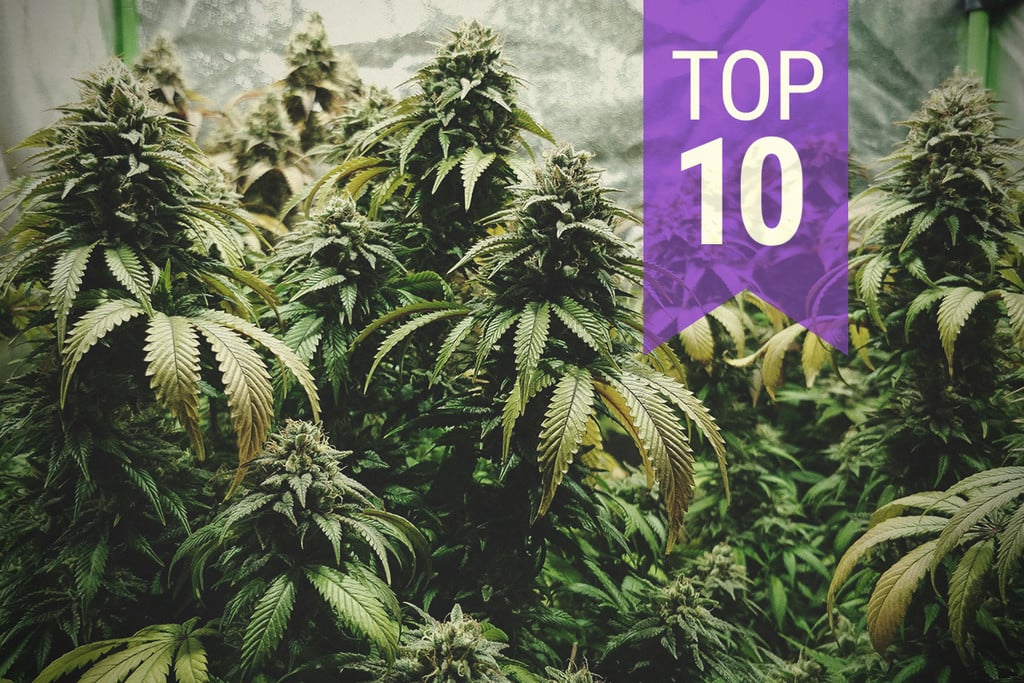 Top 10 de variedades de marihuana híbridas