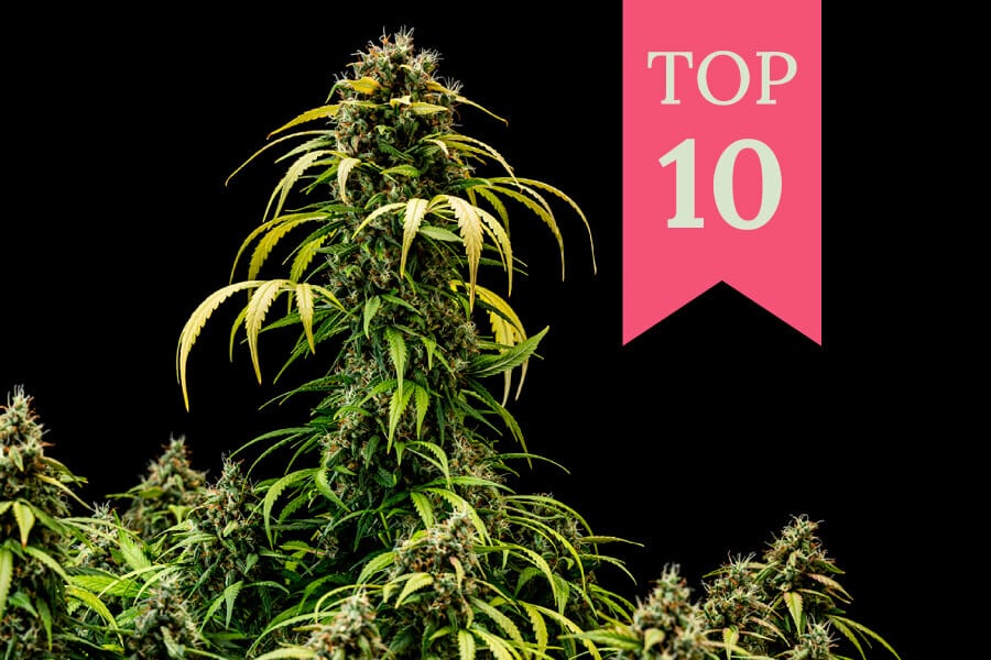 Top 10 de variedades de marihuana híbridas