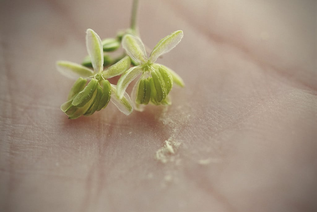 Polen de cannabis: cuándo, cómo y por qué utilizarlo