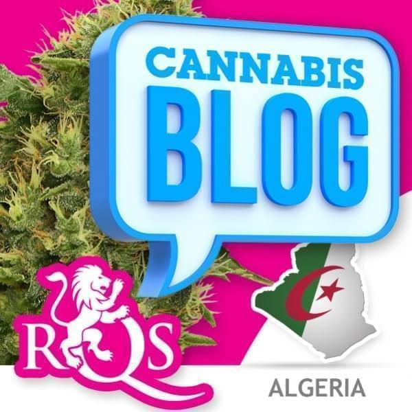 El cannabis en Argelia