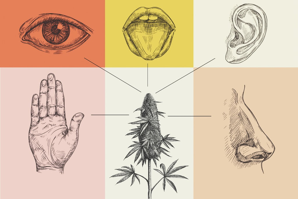 Cómo afecta la marihuana a los cinco sentidos