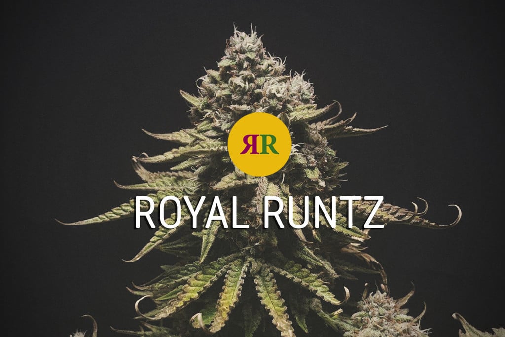 Royal Runtz: Una variedad realmente potente