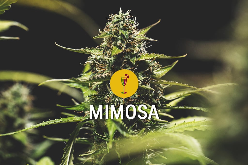 Mimosa: una cepa potente, bonita y sabrosa