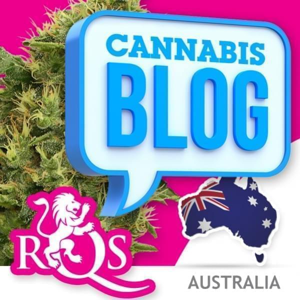 El cannabis en Australia