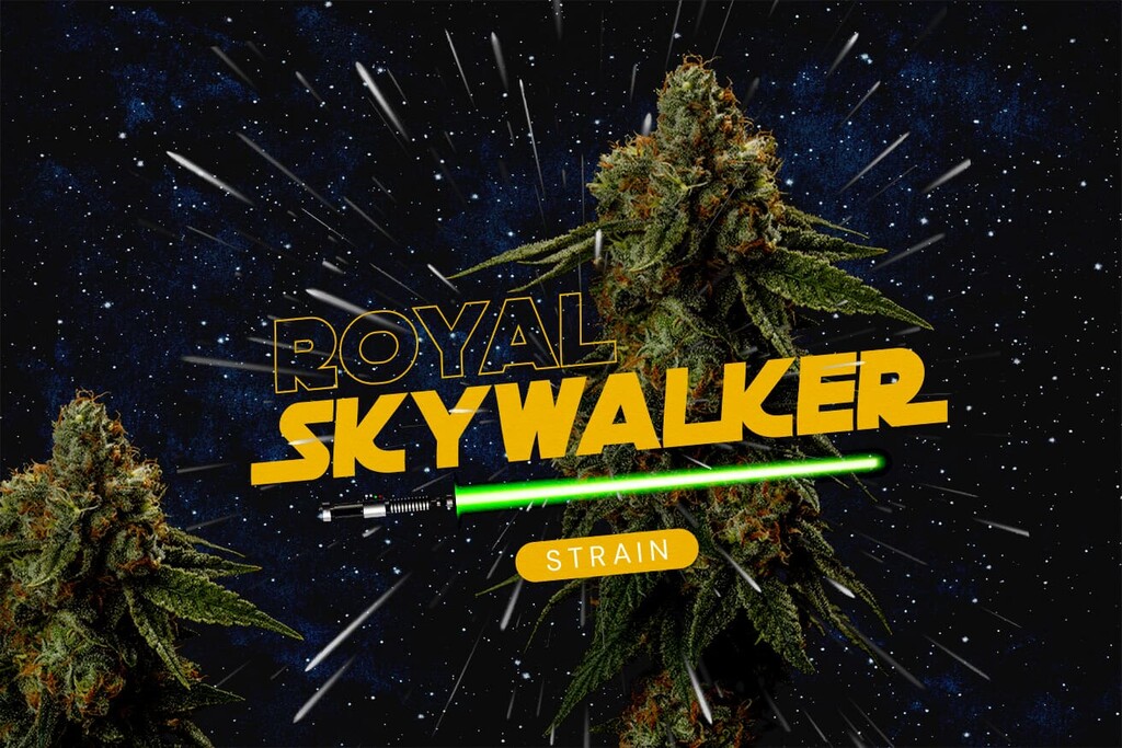 Informe de la variedad Royal Skywalker: Genética, efecto, sabor y guía de cultivo