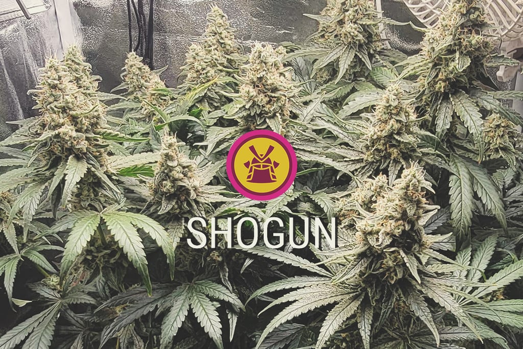 Shogun: productiva, morada y potente