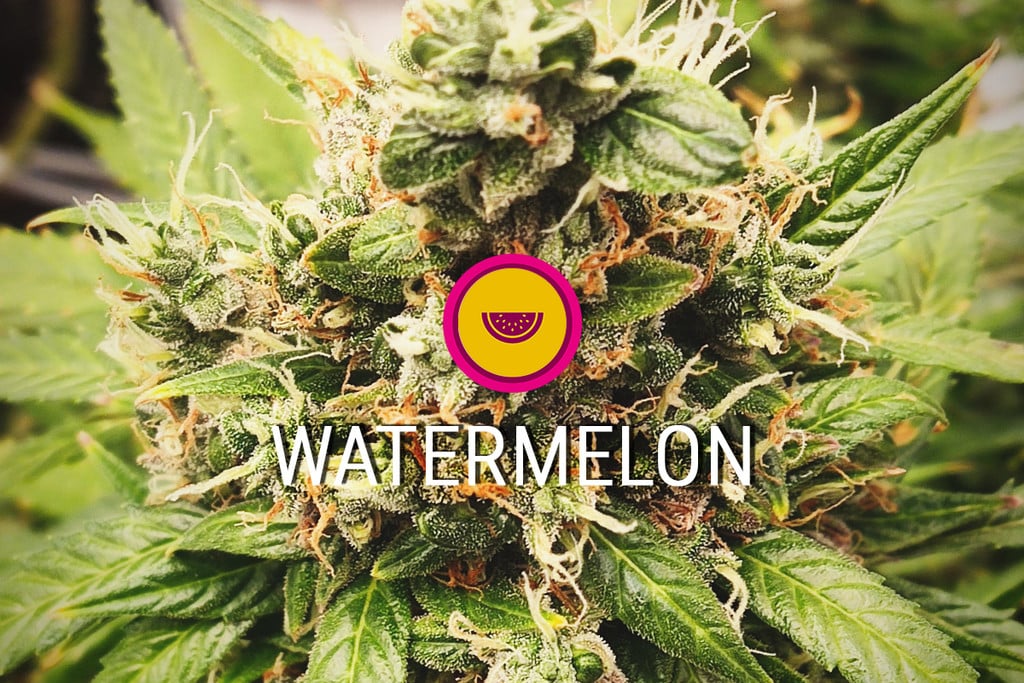Variedad de marihuana Watermelon