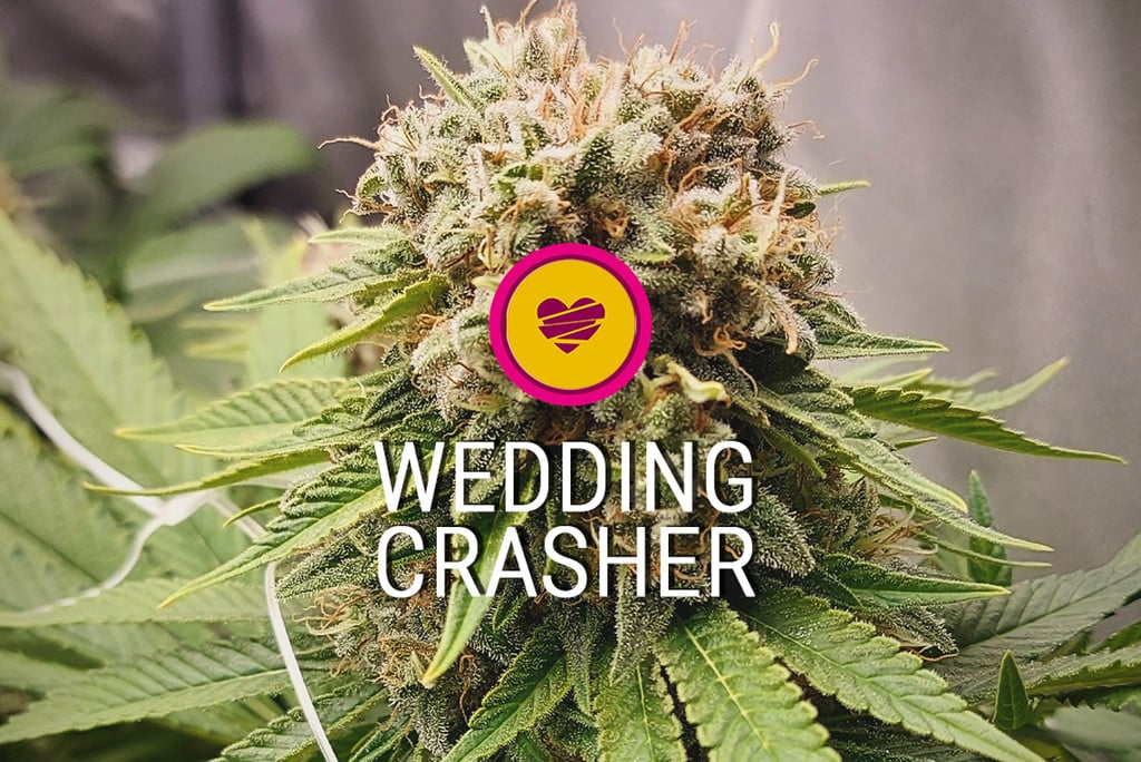 Variedad de marihuana Wedding Crasher