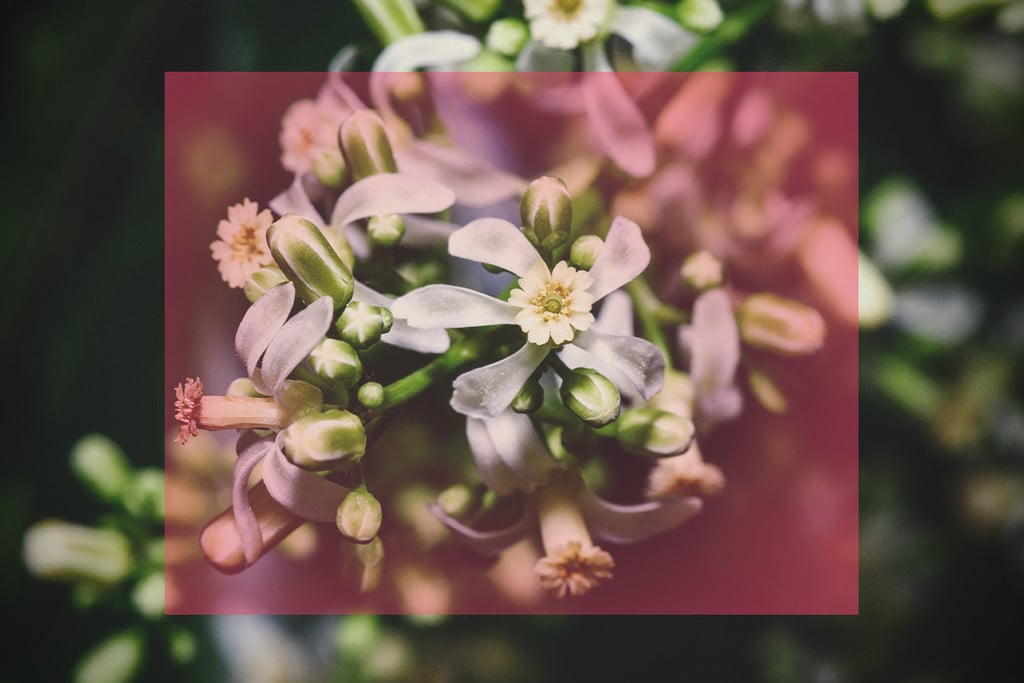 Jabón potásico y aceite de neem: ¿cuál es mejor?