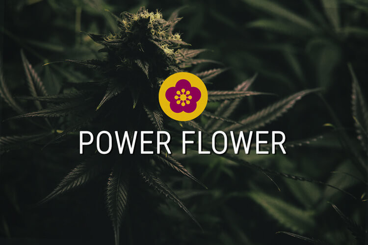 Power Flower Semillas de marihuana feminizadas