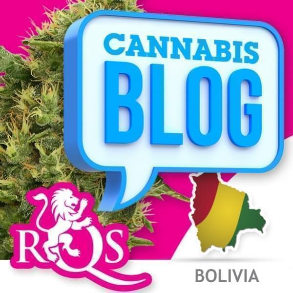 El cannabis en Bolivia