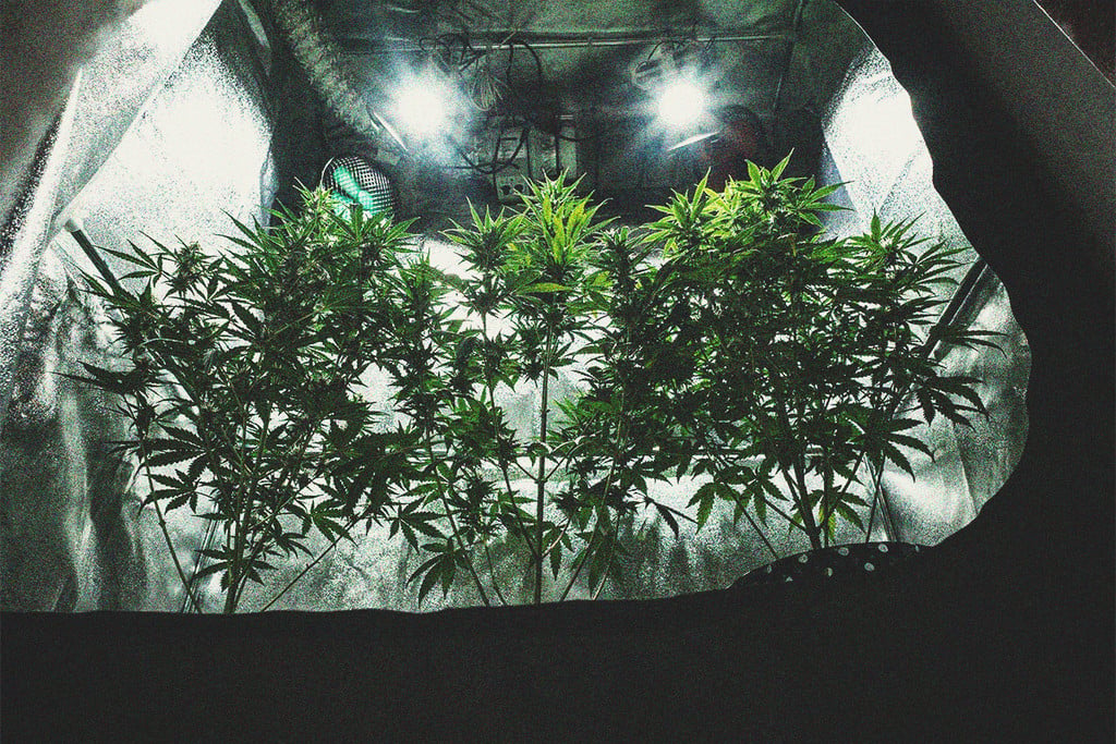 Todo lo que debes saber sobre los armarios de cultivo de cannabis
