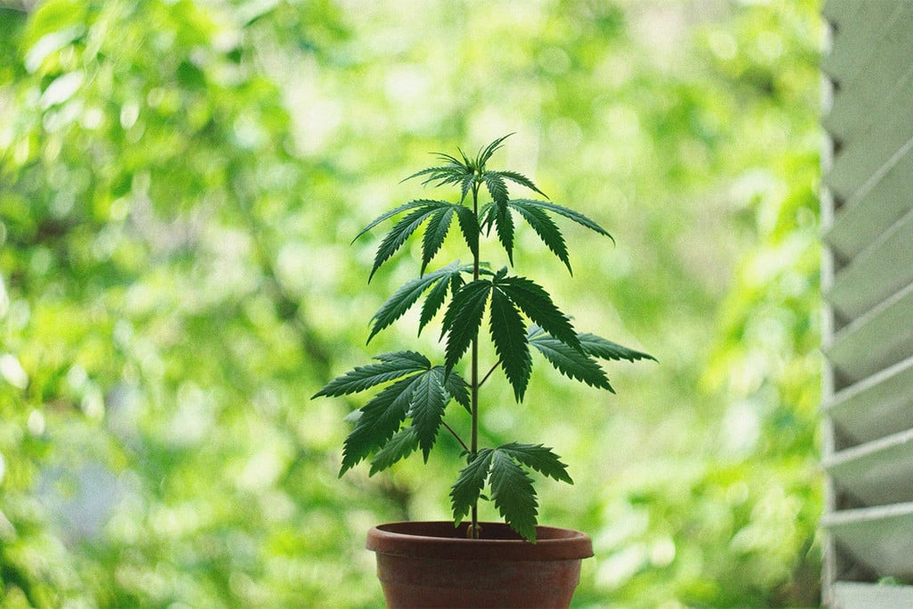 Cómo cultivar marihuana en interior sin luces