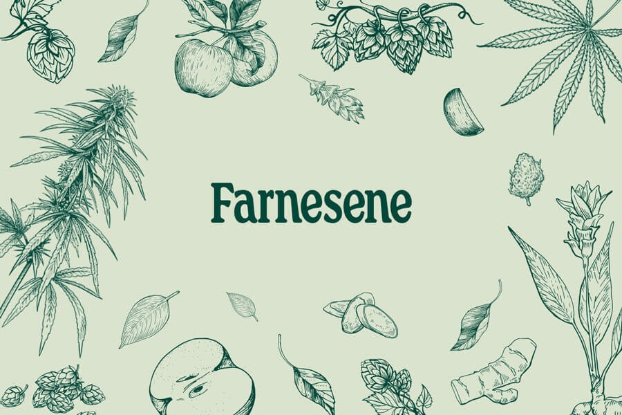 Farneseno: un terpeno de la marihuana poco conocido