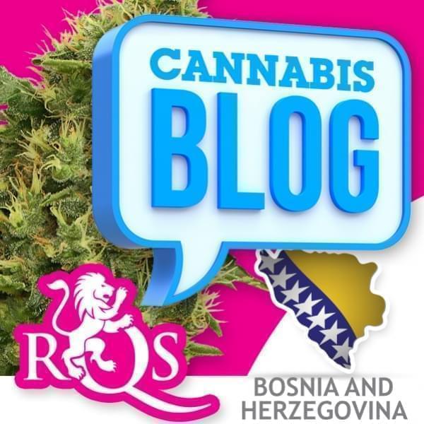 El cannabis en Bosnia-Herzegovina