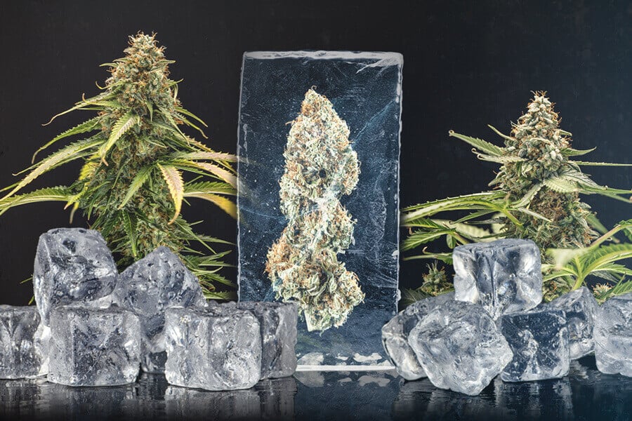 Guía para congelar marihuana fresca