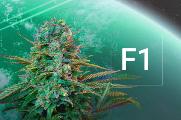 ¿Qué son las semillas de marihuana híbridas F1?