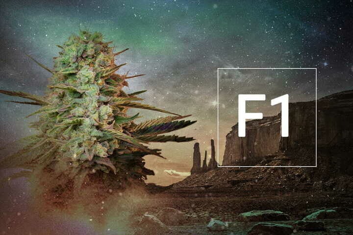 ¿Qué son las semillas de marihuana híbridas F1?